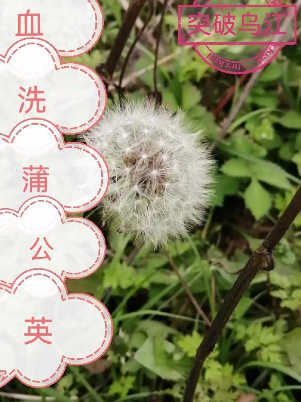 蒲公英的汁怎么洗掉